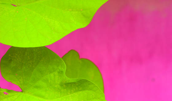 Green_on_pink__1
