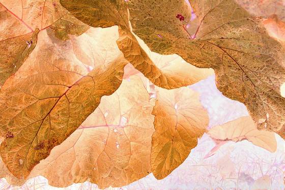 Leaves_3