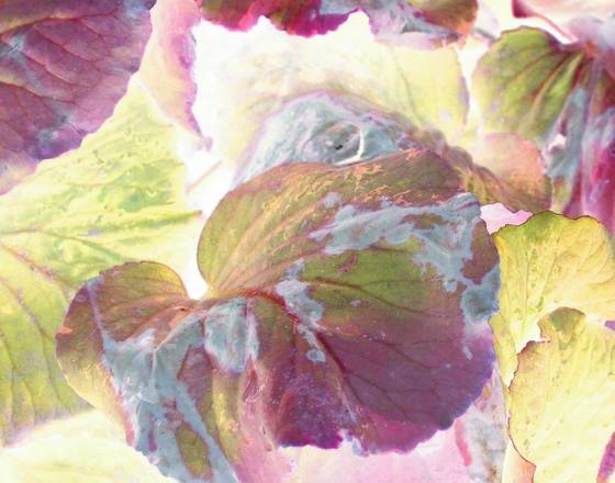 Leaves_5