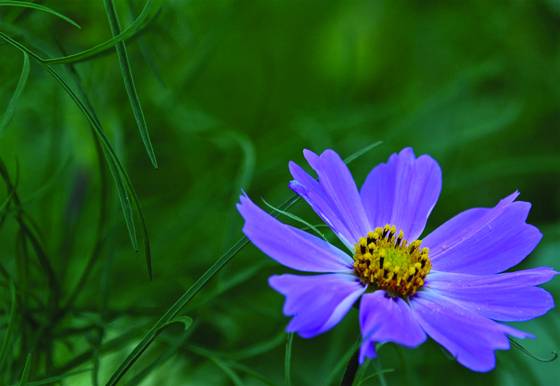 Cosmos