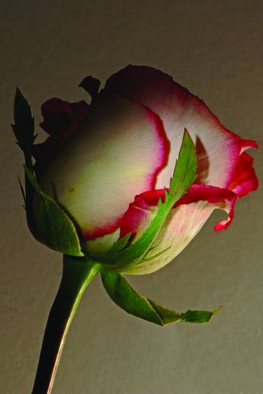 White_and_pink_rose