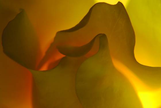 Yellow_rose
