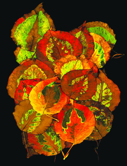 Downey_birch_leaves