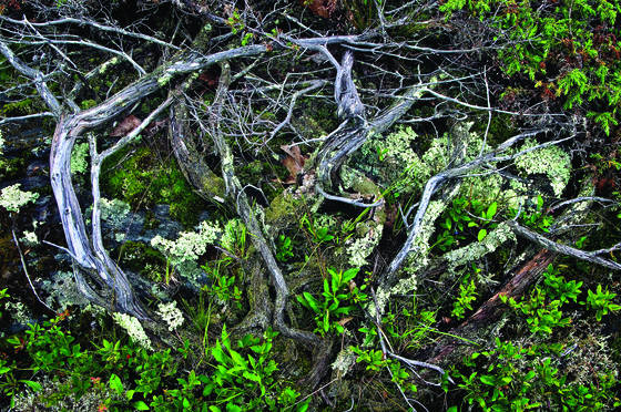 Dead_juniper