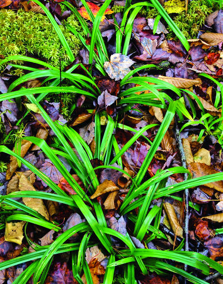 Grass_and_fallen_leaves
