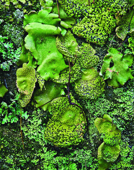 Lichens_detail