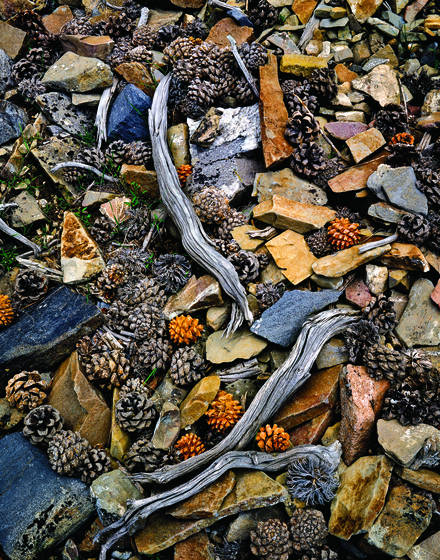 Spent_pinyon_pine_cones