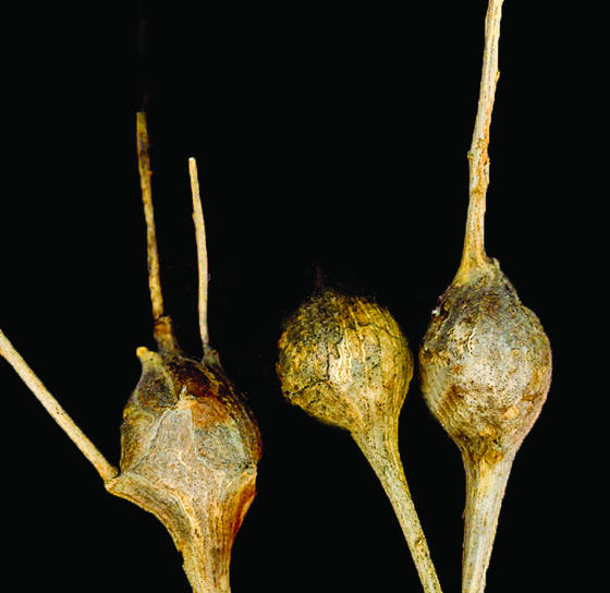 Dried_spheres