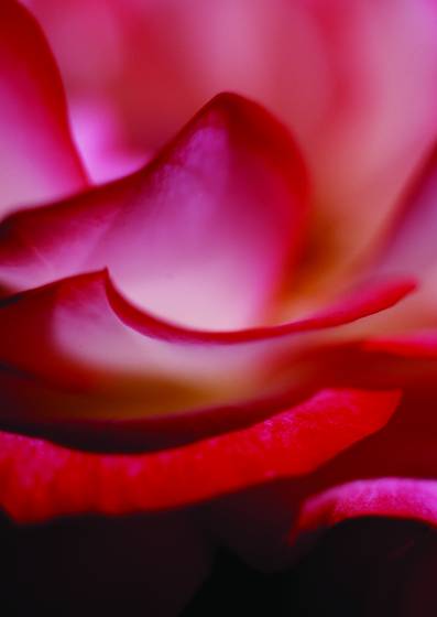 Rose_2