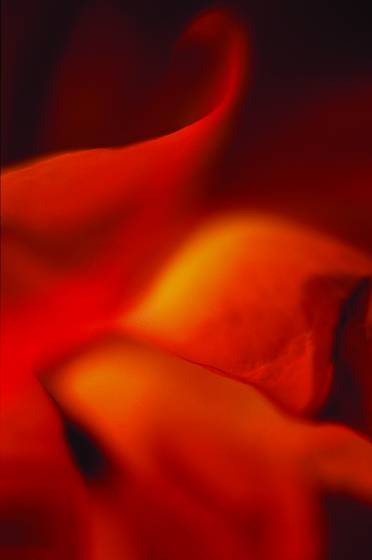 Rose_4
