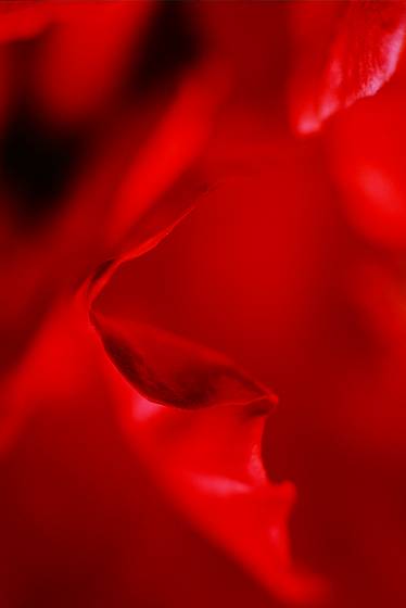Rose_5