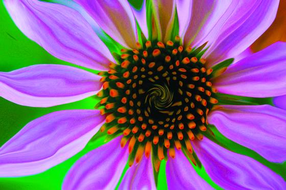Flower_1