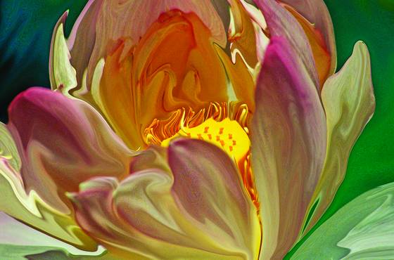 Flower_5