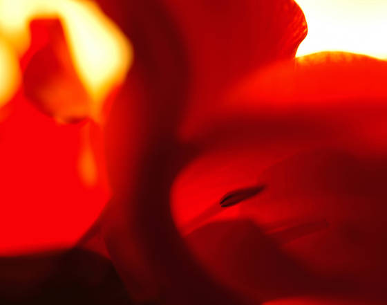 Red_gladiolus_3
