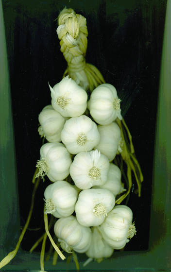 Garlic_garland