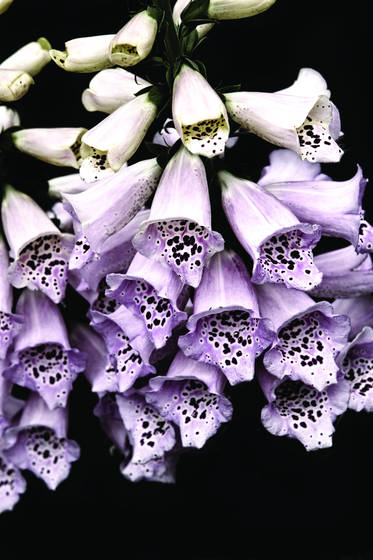 Bells