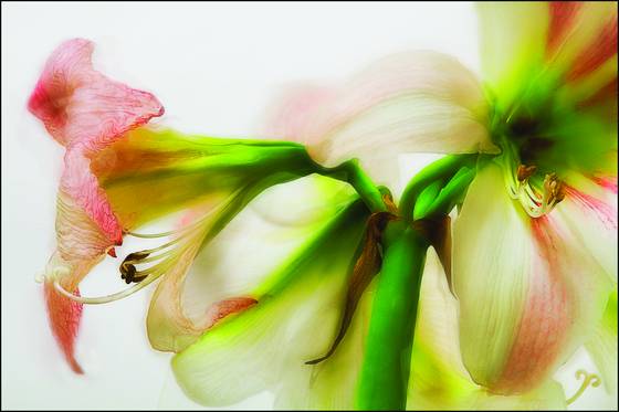 Amaryllis_day_36