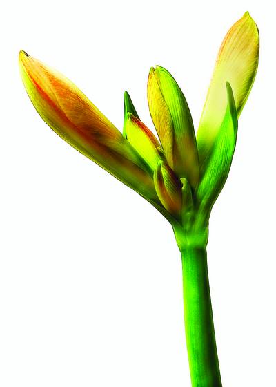 Amaryllis