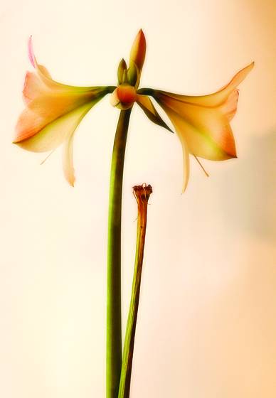 Amaryllis