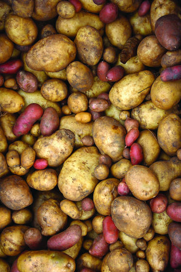 Taters