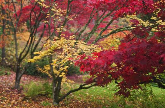 Autumn_bokeh_2