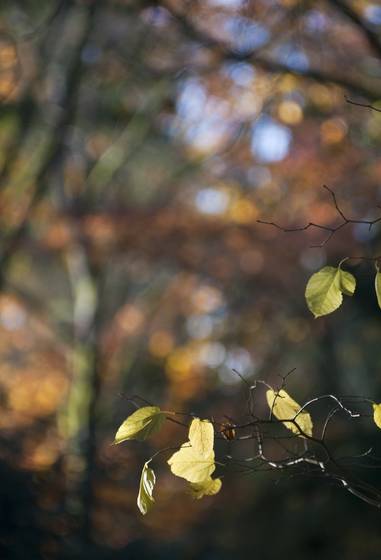 Autumn_bokeh