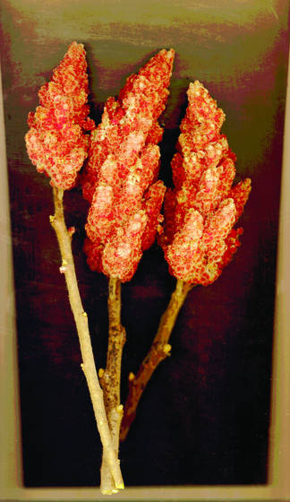 Sumac