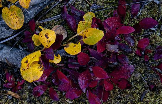 Bearberry___artctic_willow