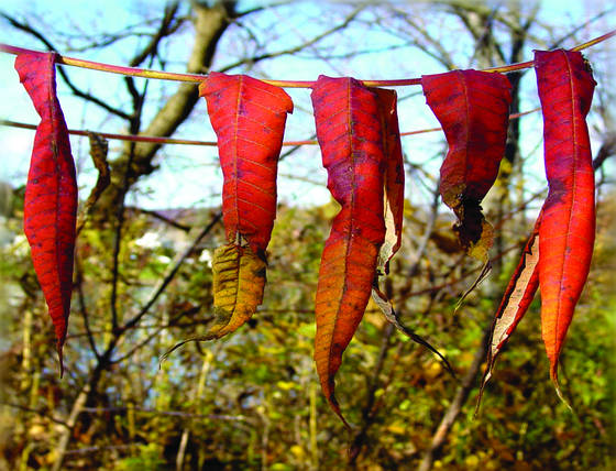 Trail_sumac