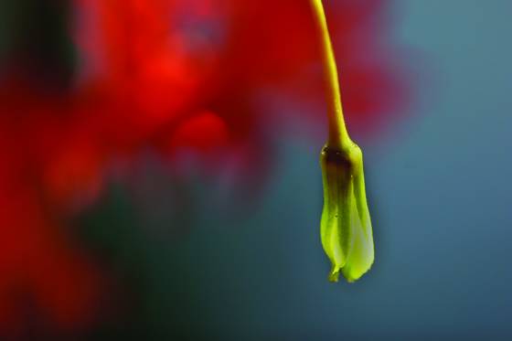 Bud