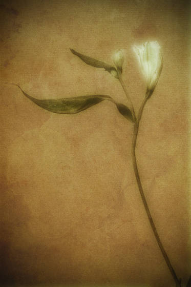 Alstromeria_1
