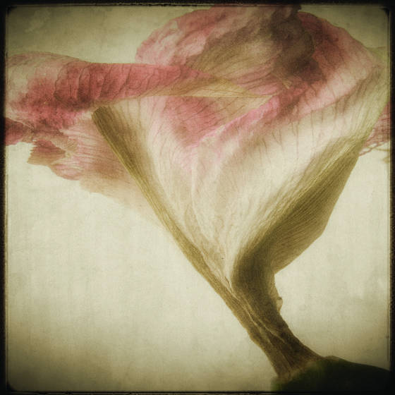 Amaryllis_2