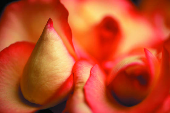 Red_triangle