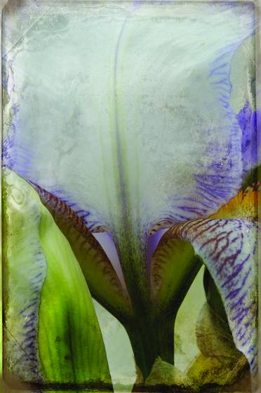 Iris_with_texture