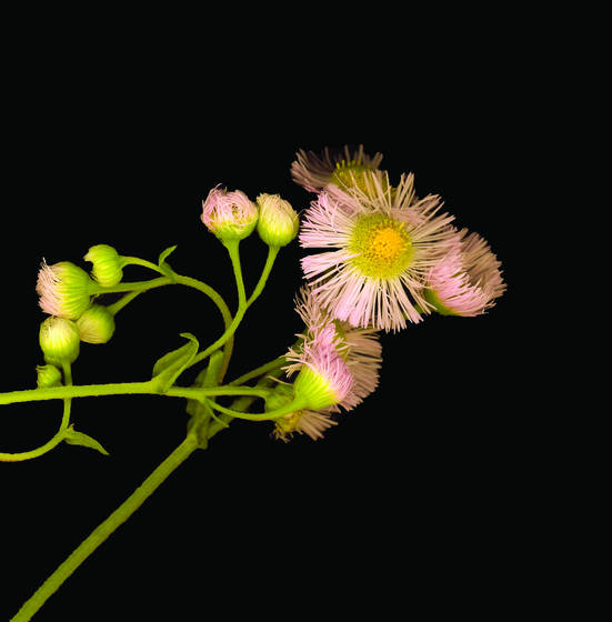 Wildflower