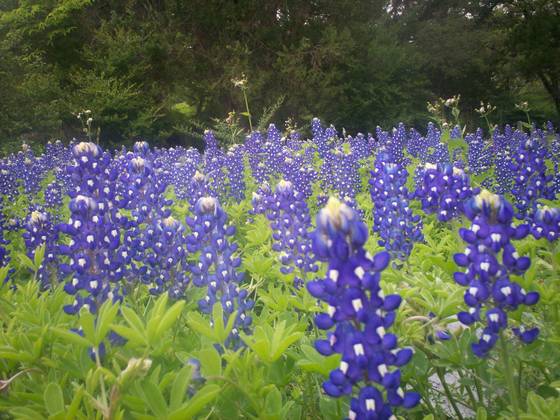 Field_of_blue