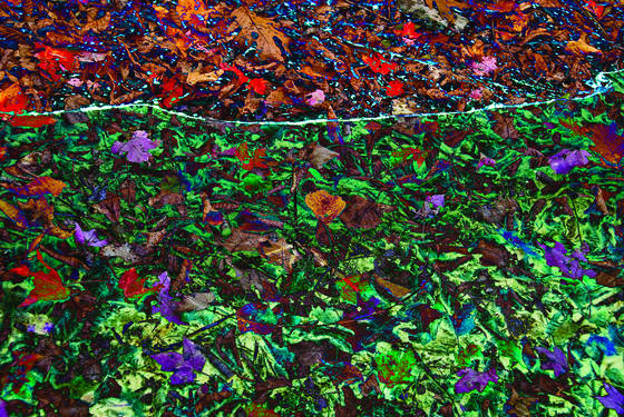 Beach_leaves