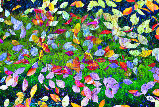 Meadow_and_branch