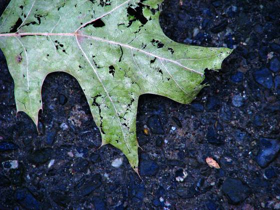 Asphalt_leaf_1