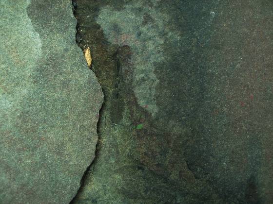 Leaf_in_a_ridge