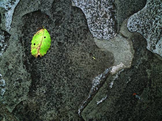 Leaf_on_moonscape