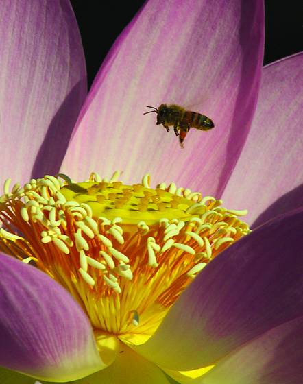 Bee-utiful