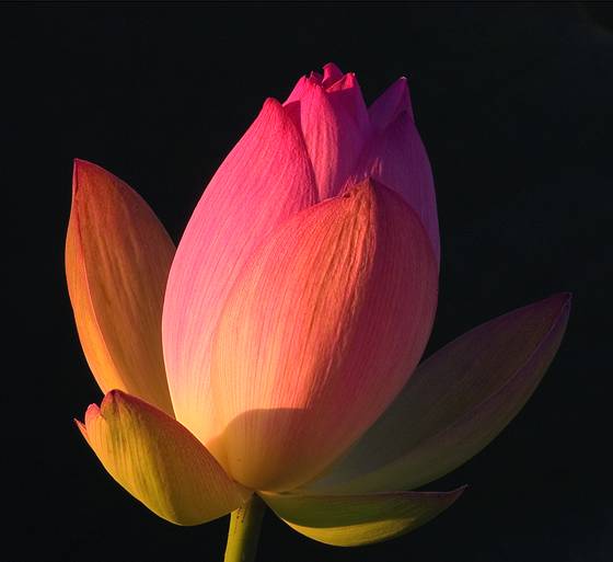 Glowing_lotus