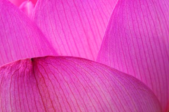 Lotus_detail__2