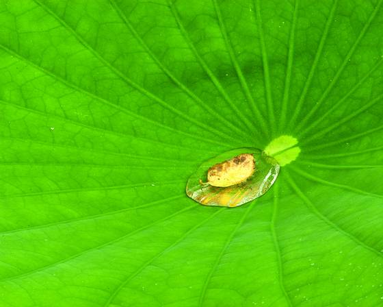 Lotus_leaf_and_morning_dew