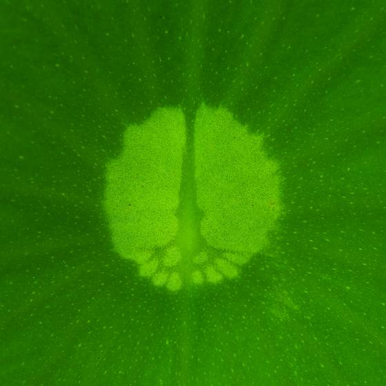 Lotus_leaf_detail