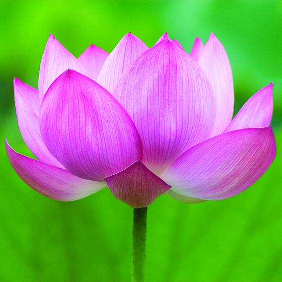 Lotus_open