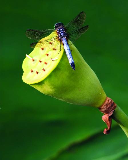 Lotus_seed_pod_and_dragonfly