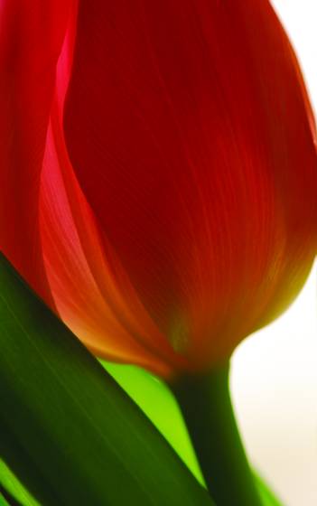 Pink_tulip