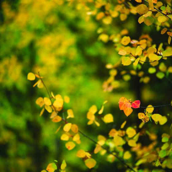 Aspen_study_1